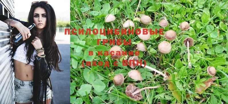 Галлюциногенные грибы Magic Shrooms  магазин продажи   Зеленоградск 